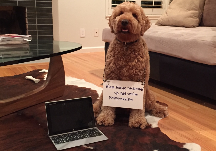 Ponad 1,7 mln urządzeń mobilnych zniszczonych przez zwierzęta domowe Ponad 1,7 mln urządzeń mobilnych zniszczonych przez zwierzęta domowe