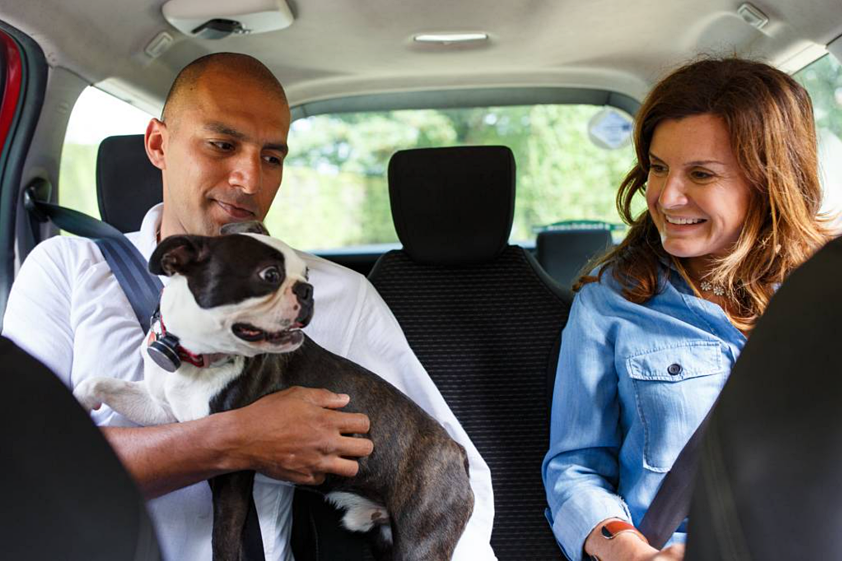 Uber Pets w Polsce. Przejazdy ze zwierzętami coraz popularniejsze Uber Pets w Polsce. Przejazdy ze zwierzętami coraz popularniejsze